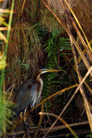 093 Okavango Delta, purperreiger.jpg